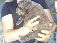 cane corso grey puppy